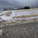 冬の田圃・鶴と狐とカラス