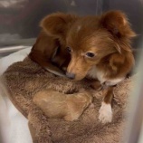 『【後編】べあちゃんの妊娠が教えてくれたこと』の画像