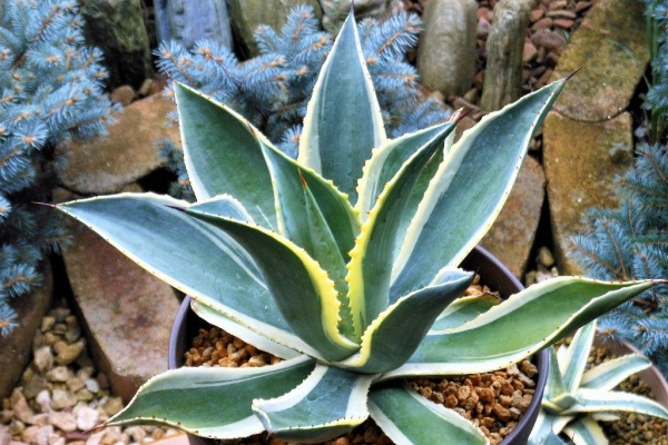 My Favorite Plants ｾﾙｼｰ 錦 ﾉﾊﾞ