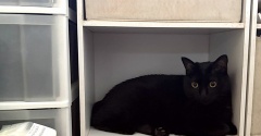 入りたがる猫たち