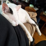 うちのとらまる