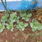 果樹と野菜の栽培時々釣り、横須賀(新)