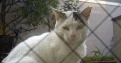 やさしいねこ　１５