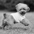 【正義】愛犬を歯石除去で失った飼い主、弁護士使わず本人訴訟で勝訴