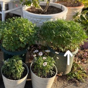 ＊コスパ最強ボンザマーガレットの鉢増し