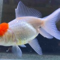 🐟金魚•メダカ入舎情報‼️