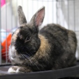 『【里親募集中】ミニウサギのクロ』の画像