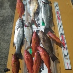 中本渡船　釣果情報