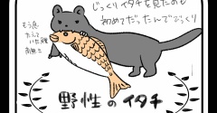 野生のイタチ