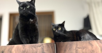 今日の日中の黒猫たち