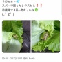 【画像】『スーパーで買った野菜からカエルが出てきた！』　→　その後の客の対応が想像以上に強すぎてネット大絶賛！　「かっけえ」「見習いたい」