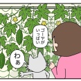 緑のカーテン大成功！【ベランダ菜園】５年目にしてやっと気づいたゴーヤのこと