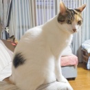彼岸法要とレモン鶏むね肉