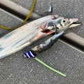 風仁丸さんで太刀魚釣り