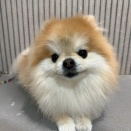 トリミングブログ・SS・ポメラニアン・ゆずちゃん