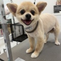 ポンタちゃんシャンプーカット❤️