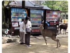 【動画】中国人にちょっかい出された奈良公園のシカさん、キックで追い払うwwwwww 【動画】中国人にちょっかい出された奈良公園のシカさん、キックで追い払うwwwwww