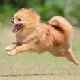 7-30-2　吉村　ぷくちゃん　4歳　南あわじドッグラン・飛行犬撮影所にて