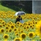 浜松ガーデン・パークのひまわり