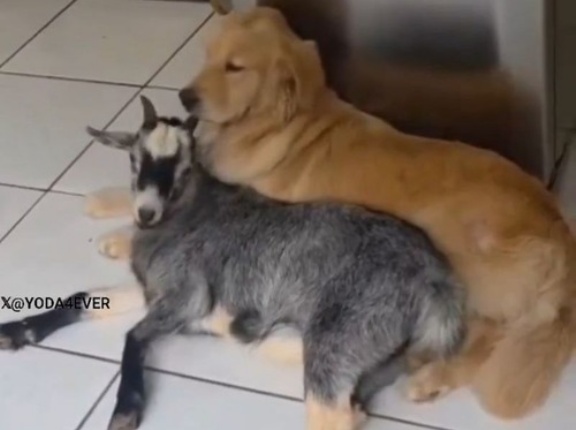 犬をママだと思っている子ヤギが甘えると…少し苦しそう