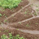 畑の排水路確認／麦畑まで散歩