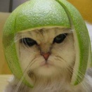 今日はみどりの日