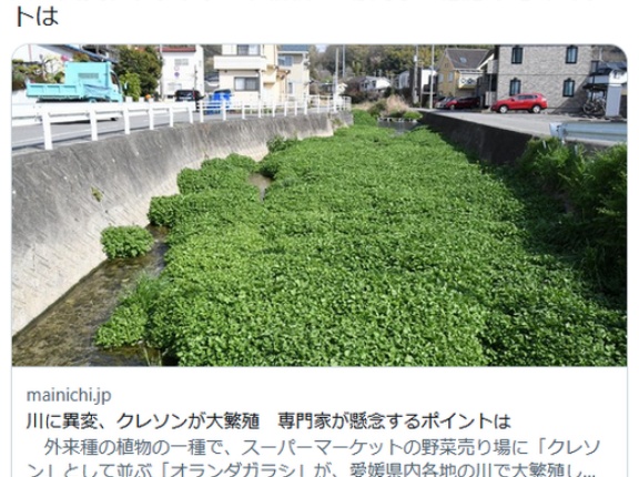 【🌿】川に異変、外来種のクレソンが大繁殖