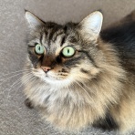 おそらくその平凡こそ幸せ　猫と私と家族の日常