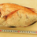 『国東の食環境(458)タイとカワハギ』の画像