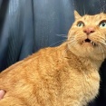 からあげ猫の空似　20260623