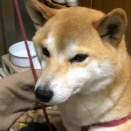 皆の柴の目の色は何色？【再】