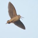 あのヤマシギ2回目の飛翔 Eurasian Woodcock