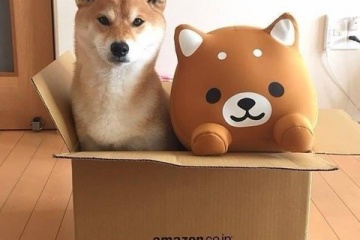 海外「日本のものは何でもかわいい」柴犬とぬいぐるみのダンボール詰めが世界中を虜にする