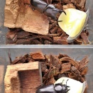 【オオクワ】給餌