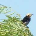 2026年7月9日の野鳥公園