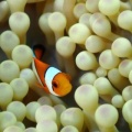 7月9日　ケブカガニ科の1種