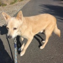 コロ君頑張ってます！