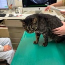 みなみちゃんの苦難