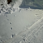 長靴が埋もれるほどの大雪です