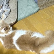 メルシーを迎えて変わったことと猫の魅惑的な足