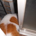 猫に小判を与えたら。 埋蔵金：千八百八拾九両　開けろ入れろぉ～、言ぅ～ときながらぁ・・・。