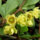 ホタルのせつない豆知識☆里山風景・ホタルの里・穴川林道・メギ☆