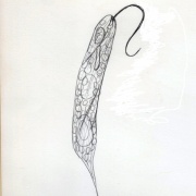 Euglena　oxyuris　オオミドリムシ？？