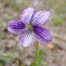 アリアケスミレ