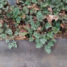 ヨモギを食べる(^^♪