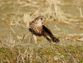 チョウゲンボウとコチョウゲンボウの立ち位置