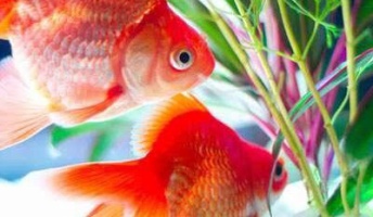 【画像】綺麗な金魚貼るで🤗【大量】
