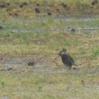 今日の野鳥　カワラバト・ムクドリ