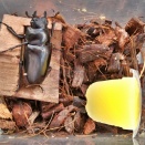 【ギラファ】給餌