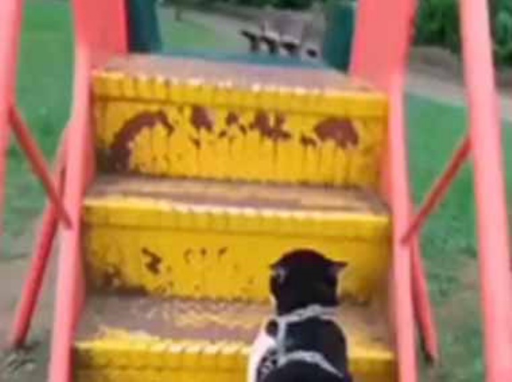 散歩の途中で寄った公園には滑り台があった。明らかに楽しんでるね！ → 猫はこうする…